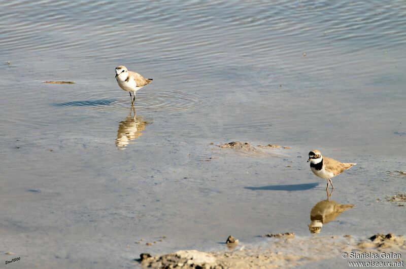 Kentish Ploveradult breeding, walking