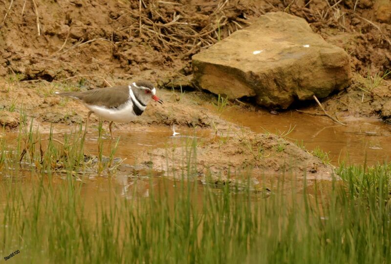 Three-banded Ploveradult breeding, fishing/hunting