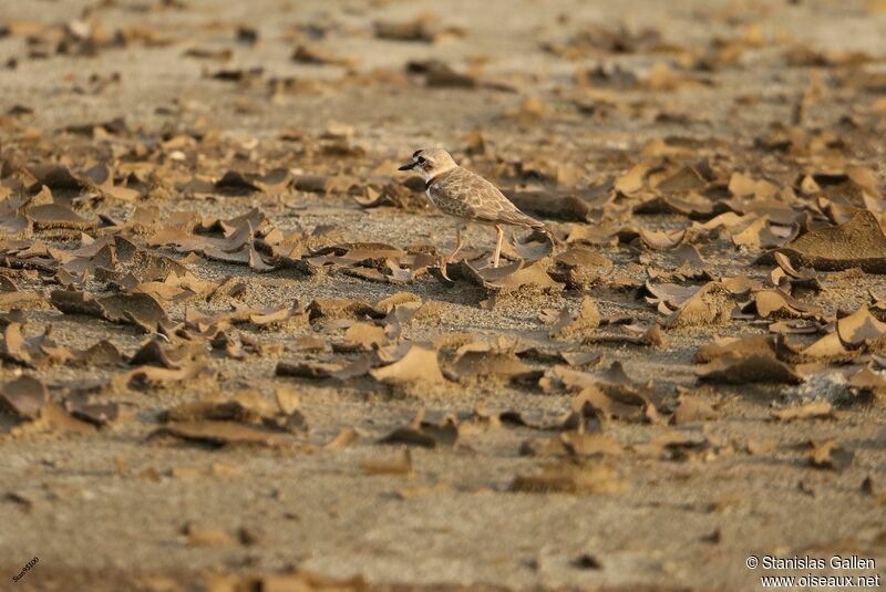 Collared Ploveradult, walking, Reproduction-nesting