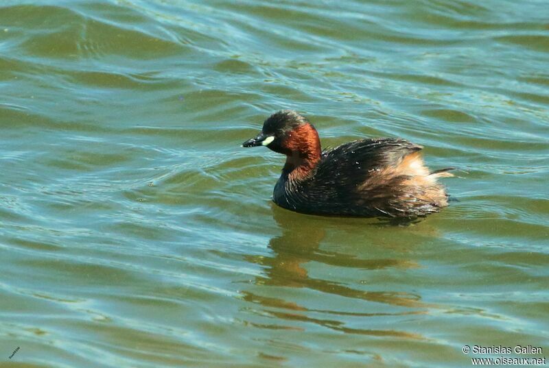 Little Grebeadult breeding, swimming