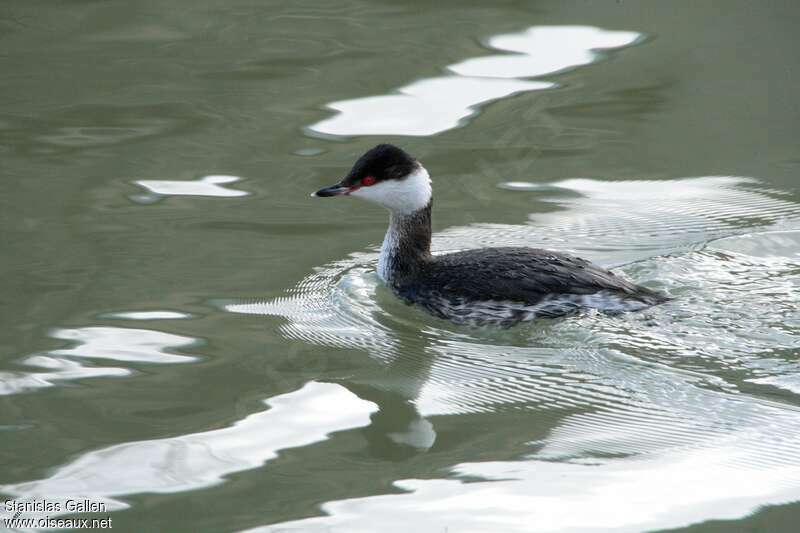 Horned Grebeadult post breeding, identification, swimming