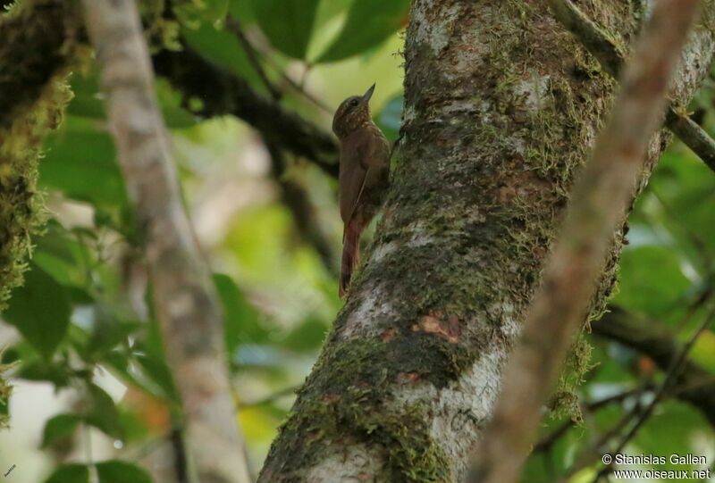 Wedge-billed Woodcreeperadult