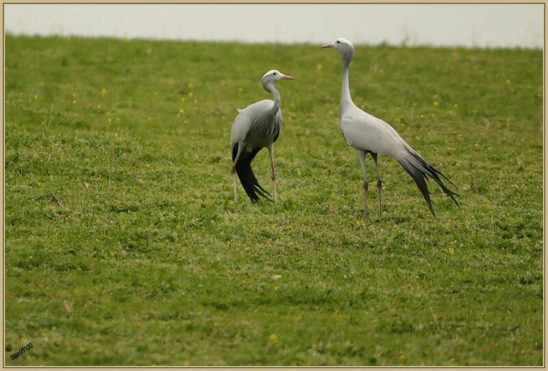 Blue Craneadult breeding, courting display