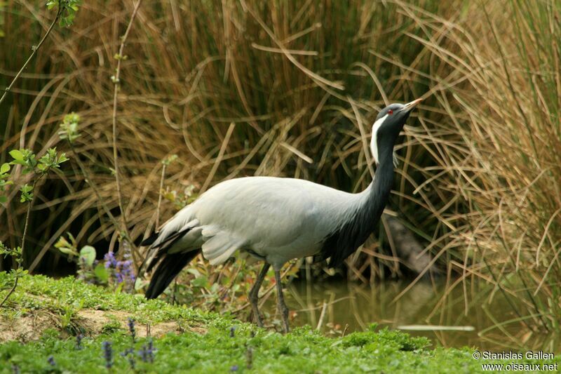 Grue demoiselleadulte