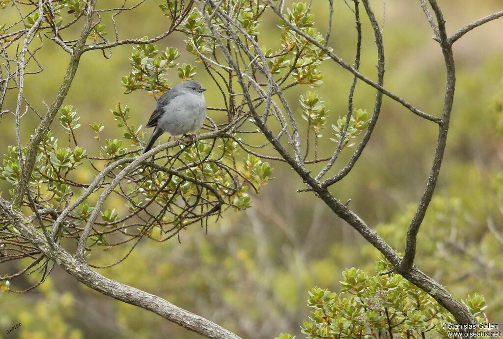 Haplospize gris-de-plomb