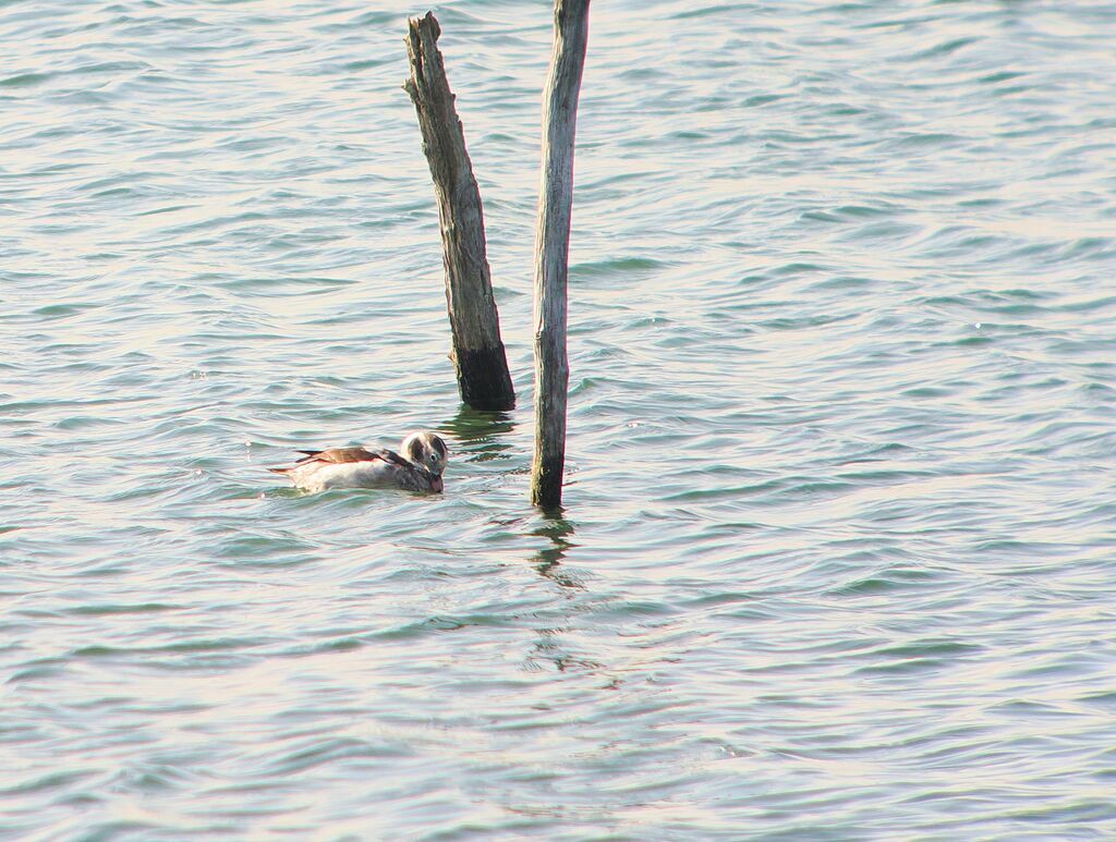 Harelde boréale - Harelde kakawi<br /> femelle adulte transition