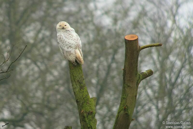 Snowy Owl female adult