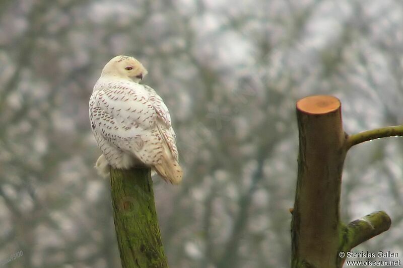 Snowy Owl female adult