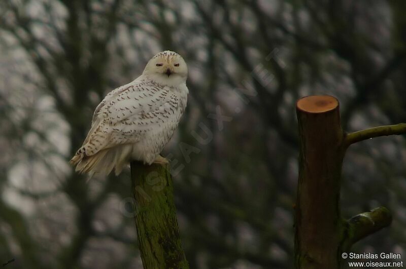 Snowy Owl female adult