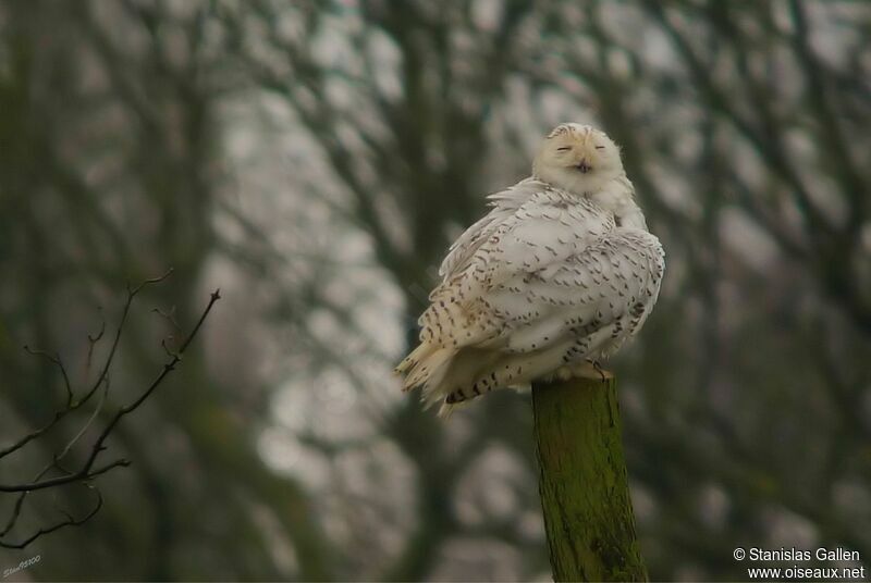 Snowy Owl female adult