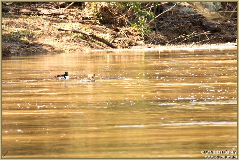 Hooded Merganseradult breeding