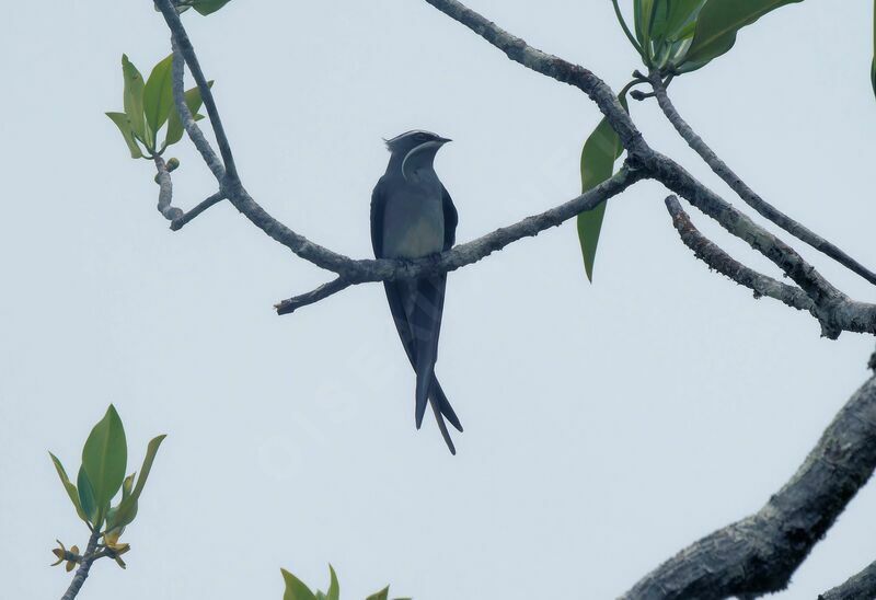 Moustached Treeswiftadult