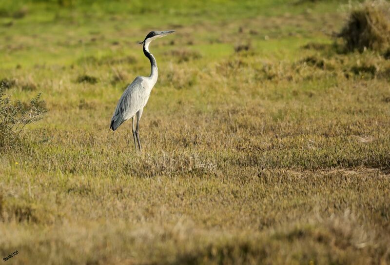 Black-headed Heronadult breeding, walking