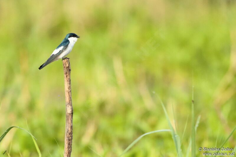 White-winged Swallowadult breeding