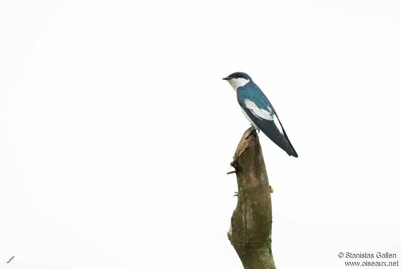 Hirondelle à ailes blanchesadulte nuptial