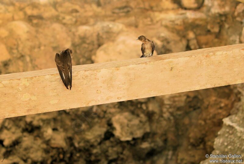 Northern Rough-winged Swallowadult