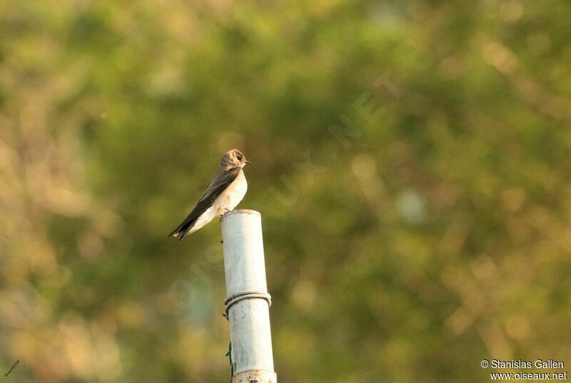 Northern Rough-winged Swallowadult