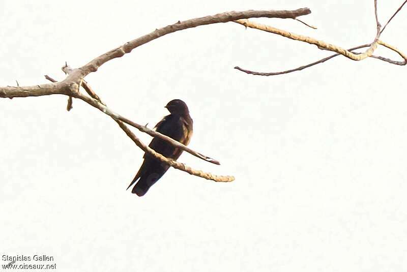 Square-tailed Saw-wingadult