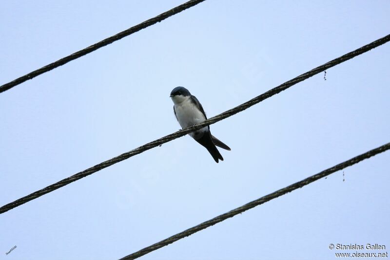 Blue-and-white Swallowadult