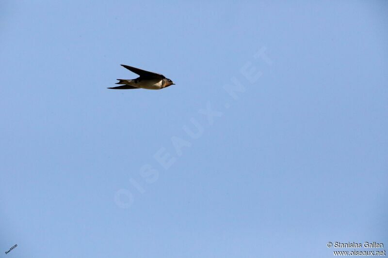 Red-chested Swallowadult, Flight