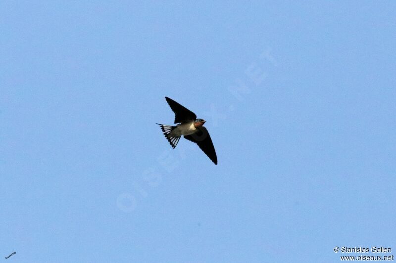 Red-chested Swallowadult, Flight