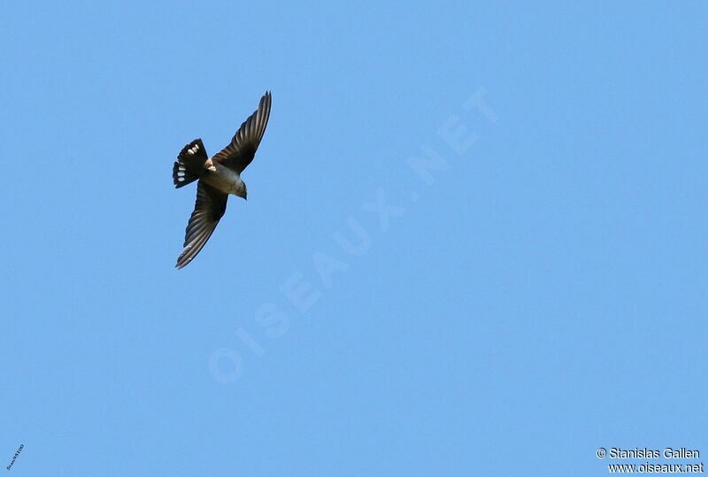 Eurasian Crag Martinadult transition, Flight