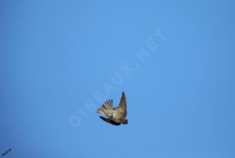 Brown-throated Martinadult, Flight