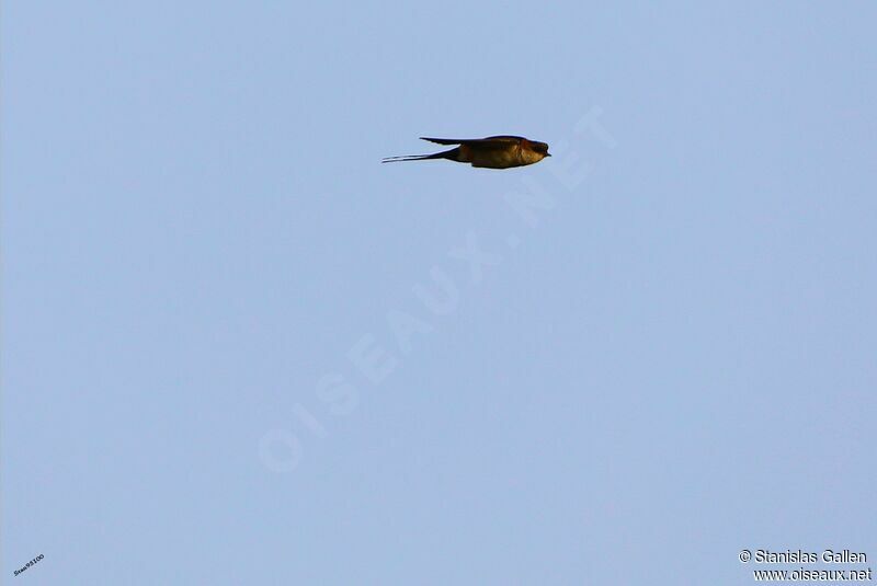 Red-rumped Swallowadult transition, Flight