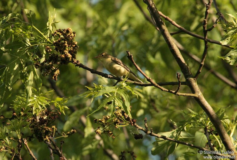 Icterine Warbler male adult breeding