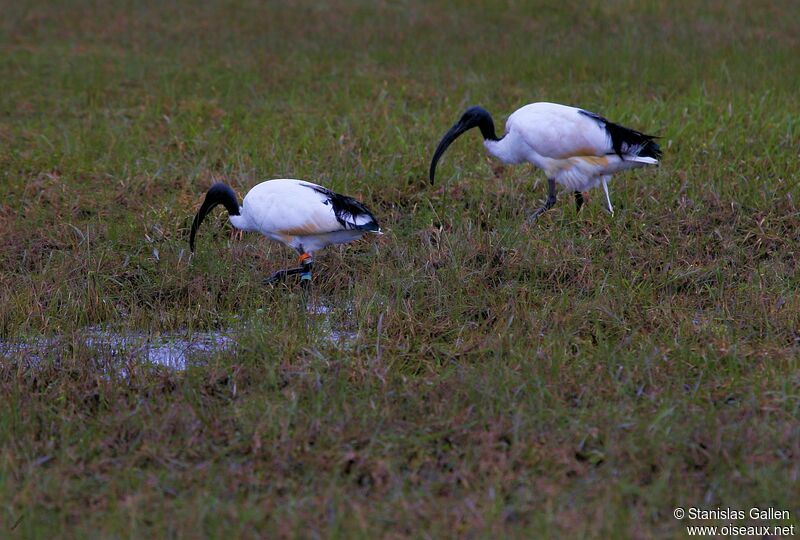 Ibis sacréadulte nuptial, marche