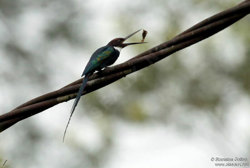 Paradise Jacamaradult breeding