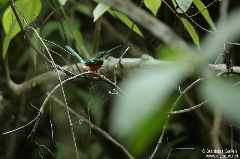 Jacamar à queue rousseadulte