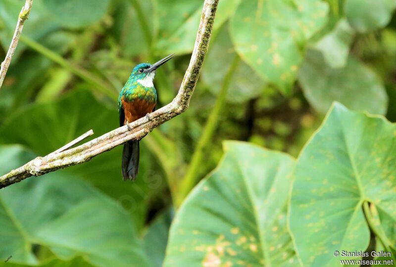 Jacamar vertadulte nuptial