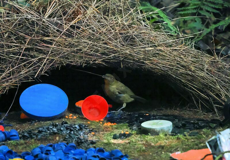 Vogelkop Bowerbird male adult, courting display