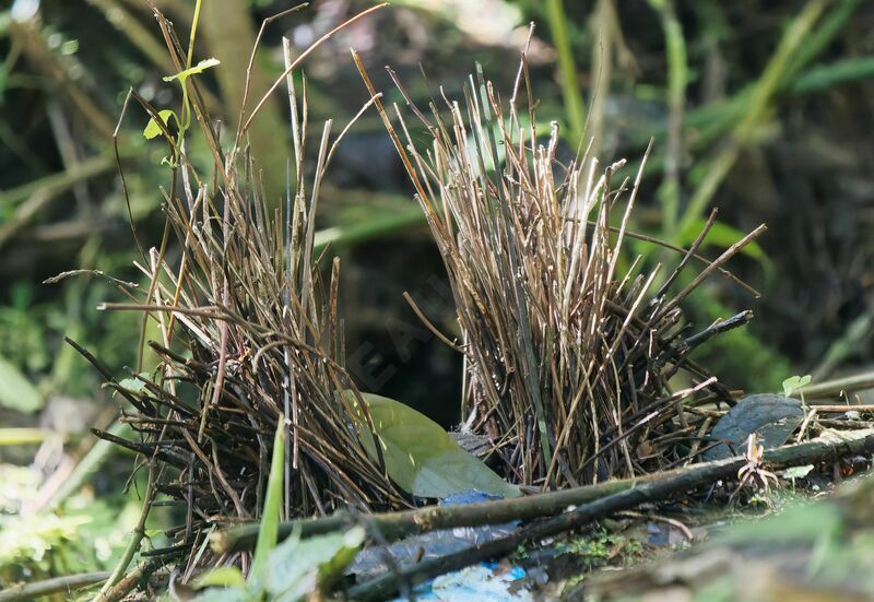 Masked Bowerbird, habitat, aspect