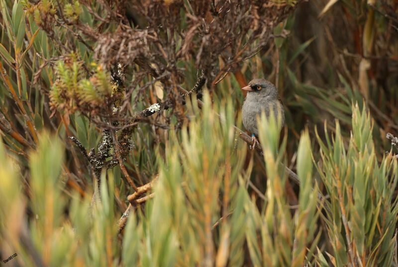 Junco des volcans mâle adulte