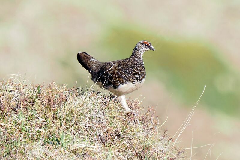 Rock Ptarmigan male adult breeding