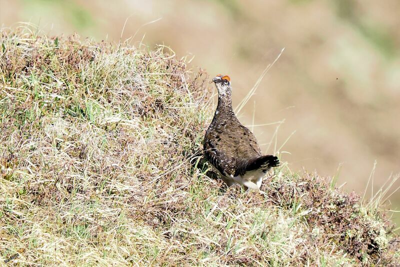 Rock Ptarmigan male adult breeding