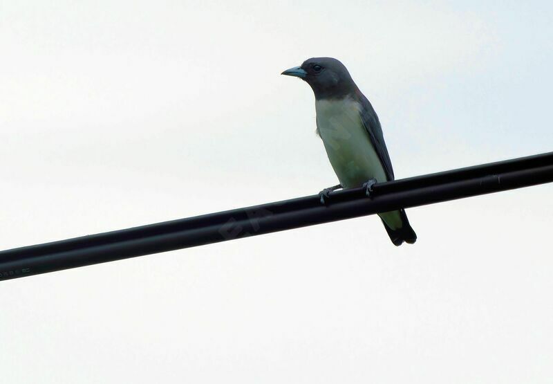 White-breasted Woodswallowadult