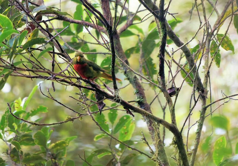 Yellow-billed Lorikeetadult