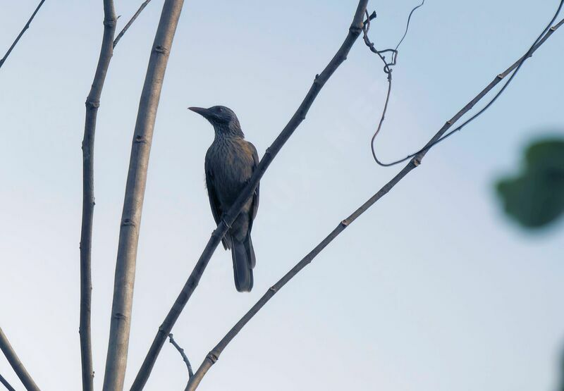 Brown Oriolejuvenile