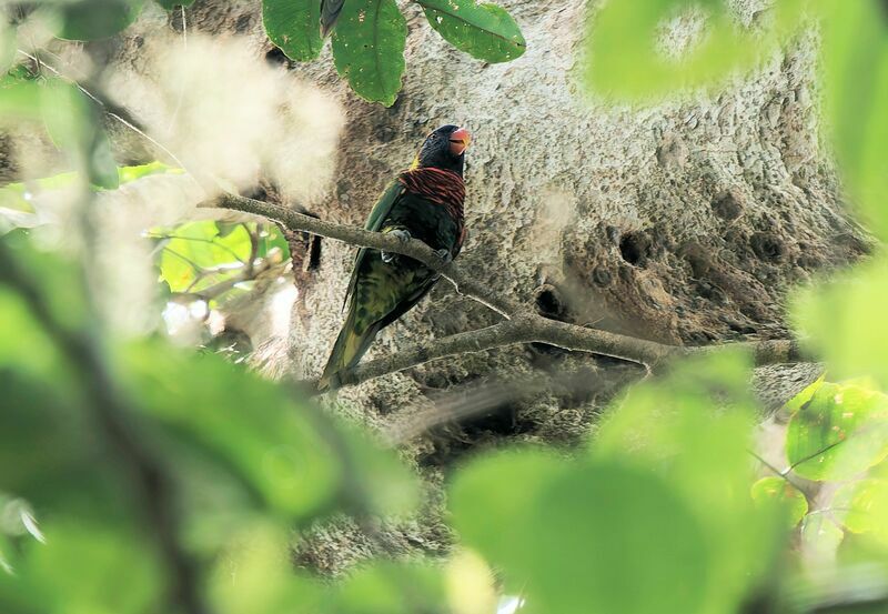 Rainbow Lorikeetadult