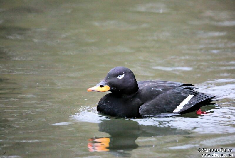 Velvet Scoter male adult