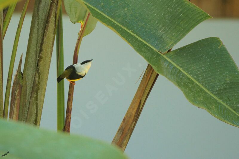 White-collared Manakin male adult breeding