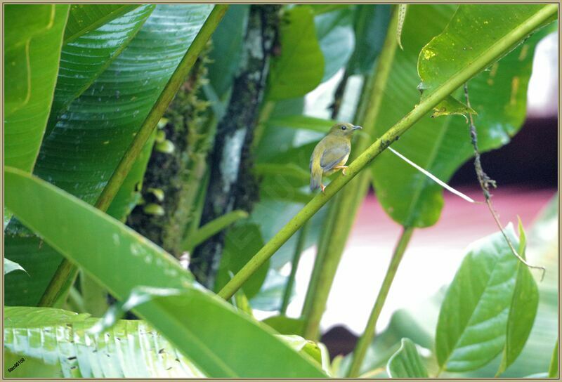 Orange-collared Manakin female adult