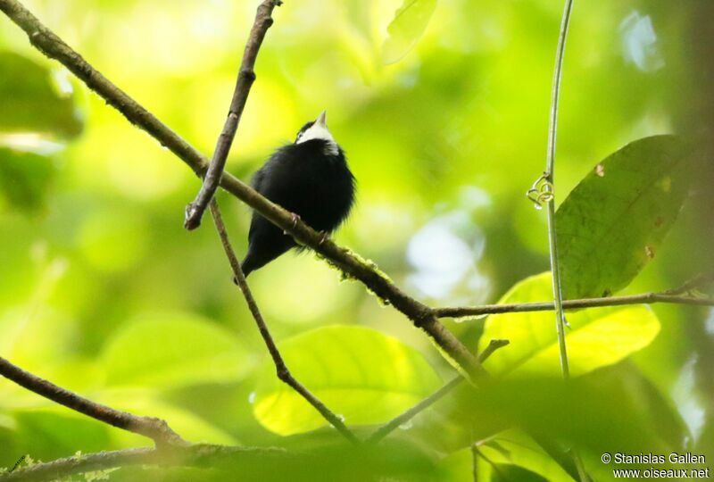 White-throated Manakin male adult breeding