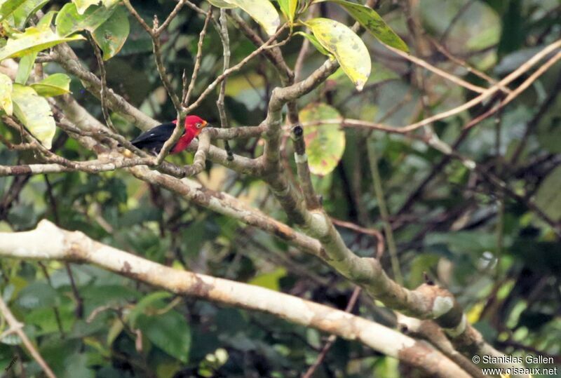 Crimson-hooded Manakinadult breeding