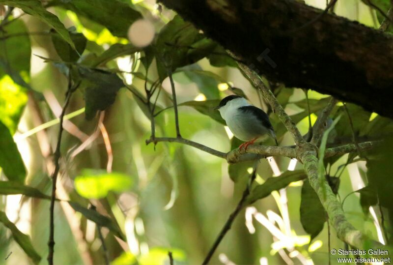 White-bearded Manakinadult breeding, close-up portrait, courting display