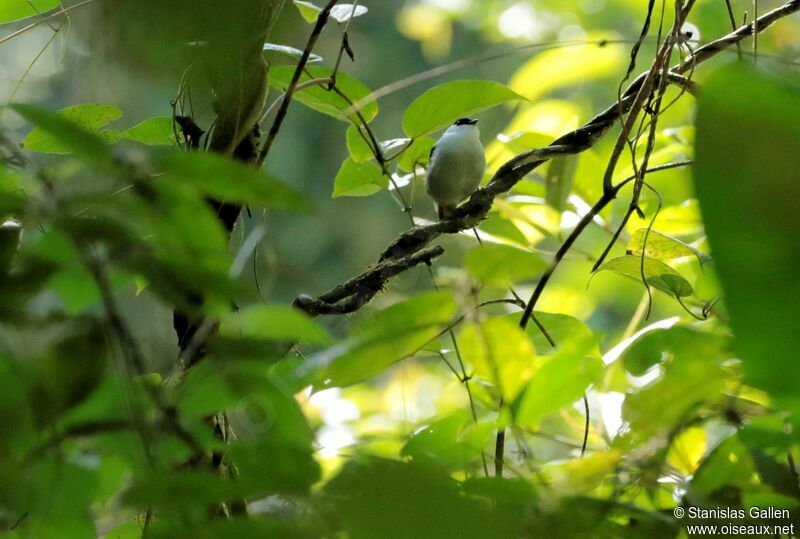 White-bearded Manakinadult breeding, courting display