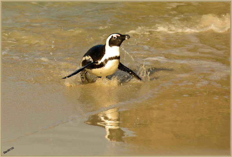 African Penguinadult, walking